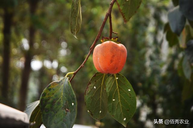 柿子树上有白点，按压有“血液”，喷农药效果差，有防治妙招吗？2