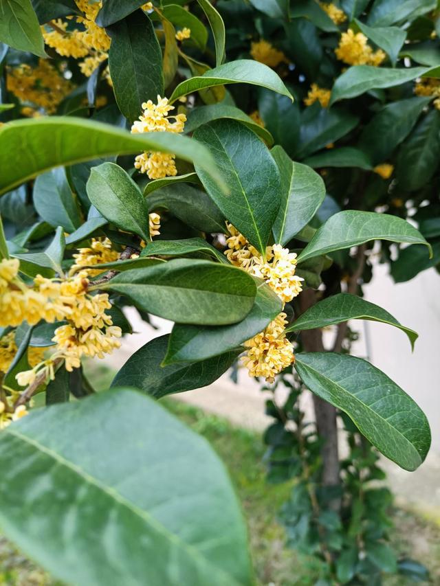 guihua
