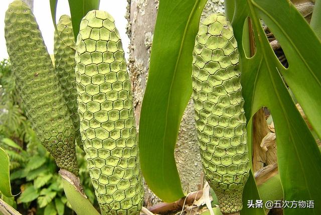 天南星科植物