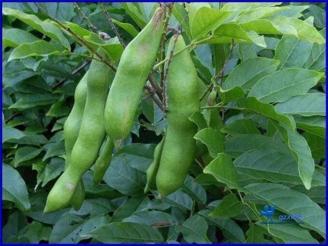 中药古今研究：鸡血藤