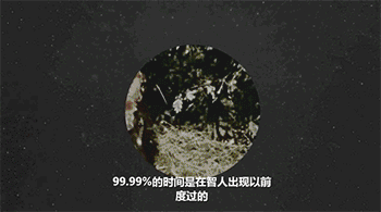 外星伴侣歌词什么意思