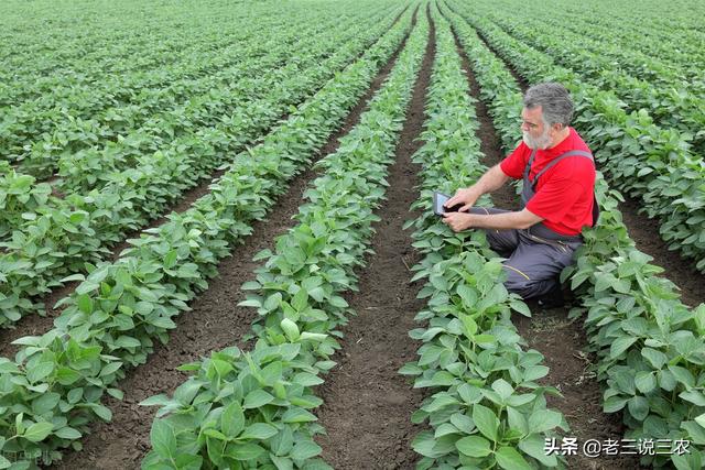 大豆总是重茬？施肥多却产量低？学会一个办法，轻松增产增收8