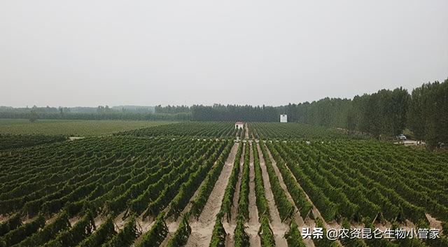 山药黄叶死苗防治用什么肥料？山药烂根病怎样处理？2