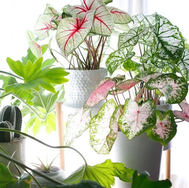 花叶芋 花叶芋（花叶玉簪） 生活