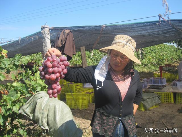 氯吡脲在葡萄生产中常会用到，但到底有啥作用？今天来认识一下