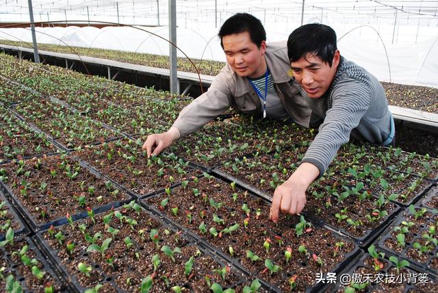 复硝酚钠功能强、用量少、花钱少，掌握方法技巧作物使用效果好3