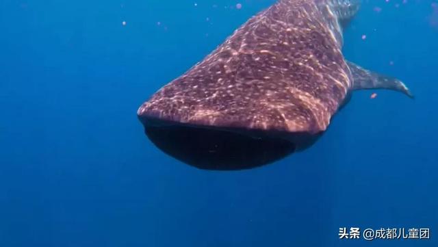 科普丨身处西南内陆城市，怎么给孩子讲海洋？