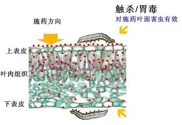 三分钟教你学会正确使用甲维盐，效果翻几番，别再说打不死虫3