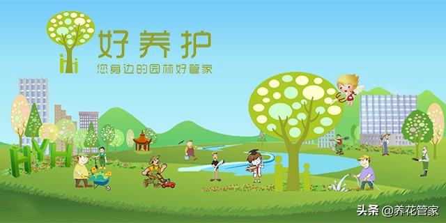 金盏花图片