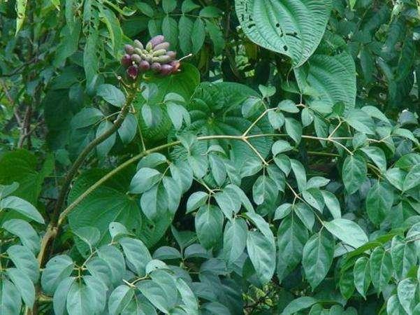 植物种子的传播方式