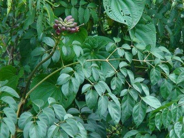 植物种子的传播方式 植物种子的传播方式（植物种子的传播方式跟什么有关） 生活