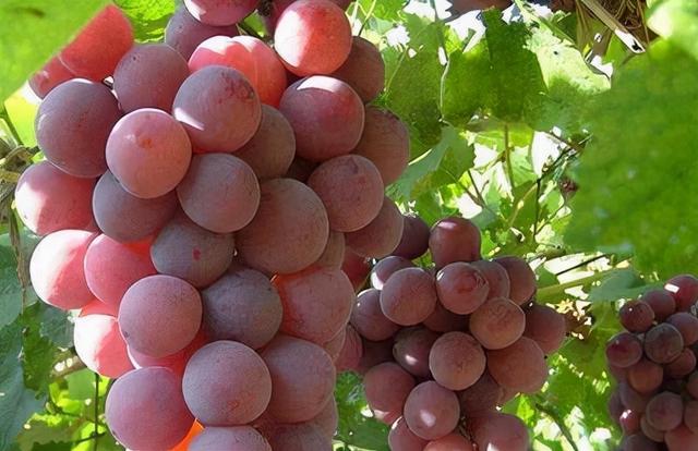 胃不好不能吃葡萄？建议：想养胃，5种水果可以多吃，不妨了解下