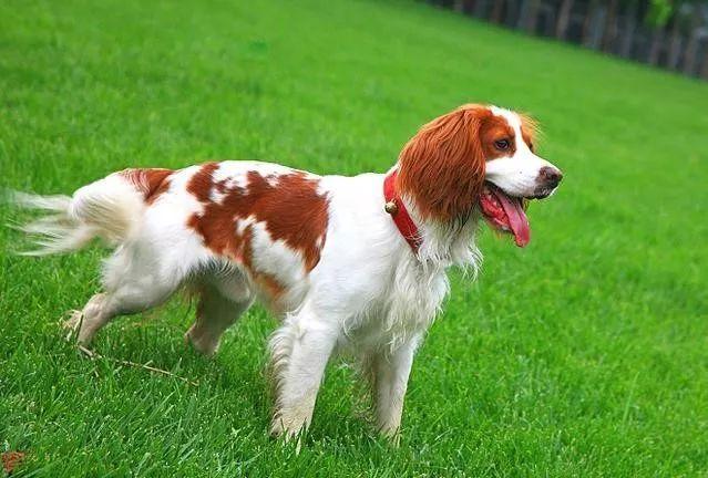 英国跳猎犬