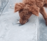 搞笑的动图GIF：我的心在飞，身体却在往下坠！