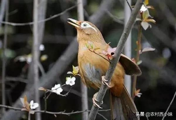 画眉鸟图片 画眉鸟图片（蓝顶画眉鸟图片） 动物