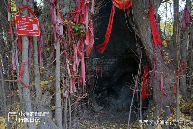 银杏树介绍