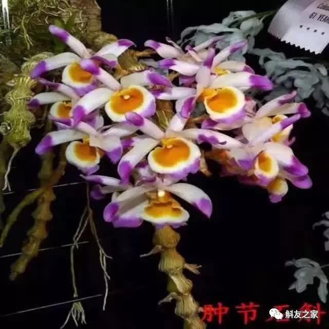 石斛种类 石斛种类（石斛种类有哪些） 生活