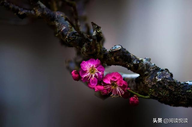 梅花的品质和精神