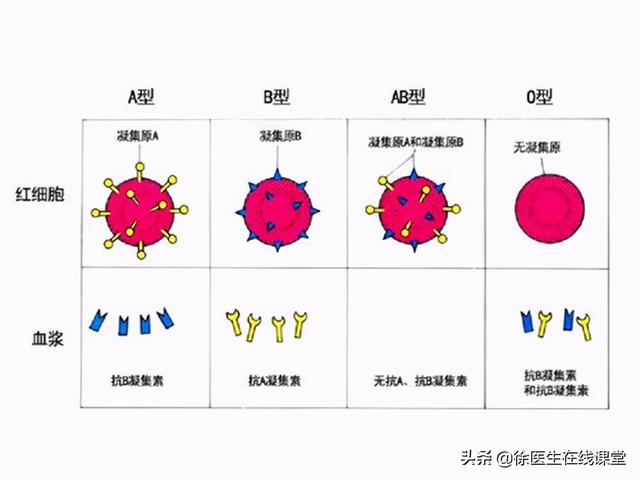 a型血为什么叫贵族血! ab型血为什么叫贵族血