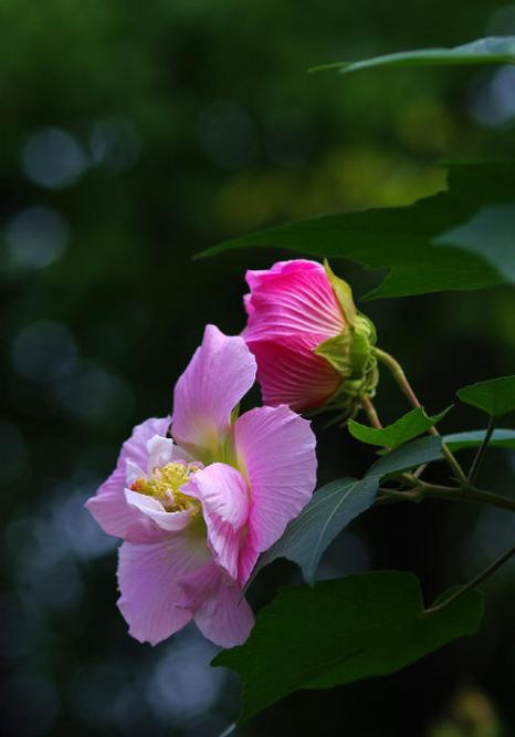 芙蓉花