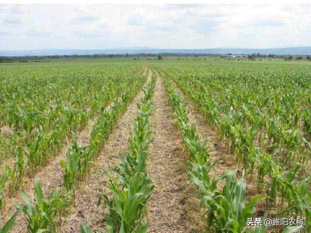 玉米田最安全的除草剂，几乎所有玉米品种都可用，除草干净又彻底