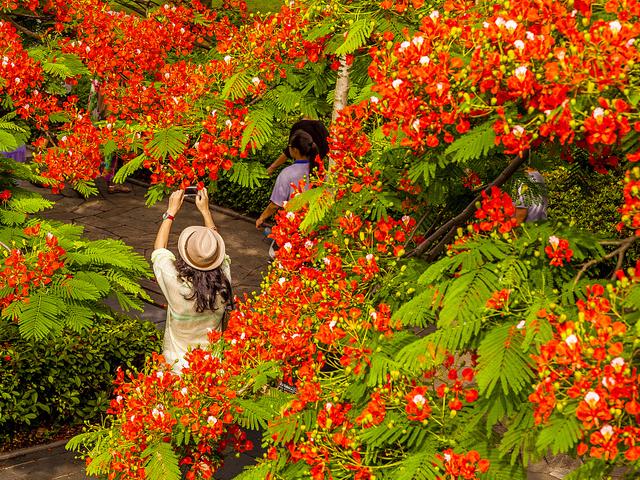 澳门的市花是什么