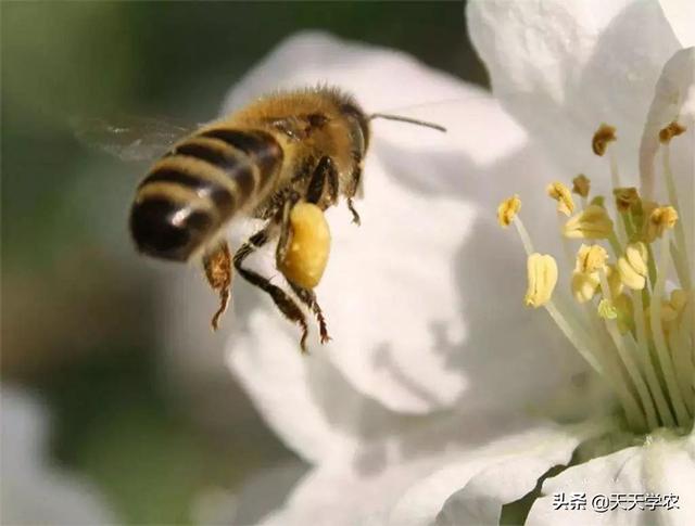 第26届杨凌农高会农业机械展