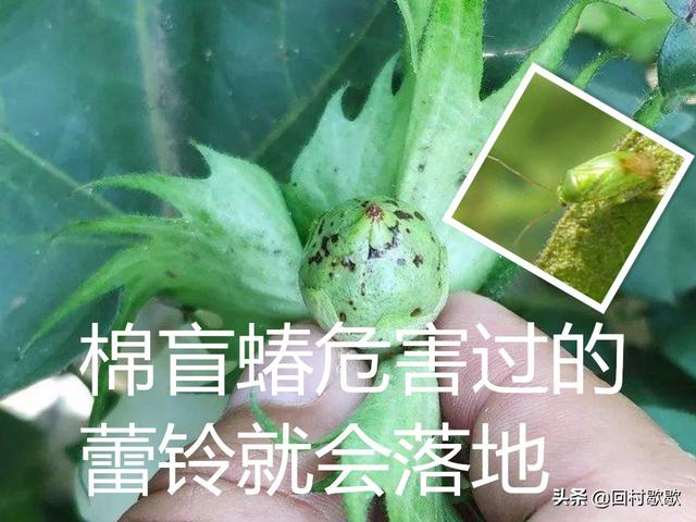 立秋后，棉花棉盲蝽和白飞虱防治重要性不可小觑3