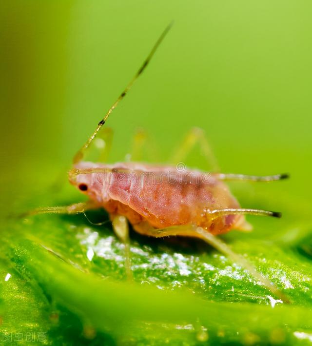 家里的花草爱生虫生病？盘点养花常用药，不再白花钱9