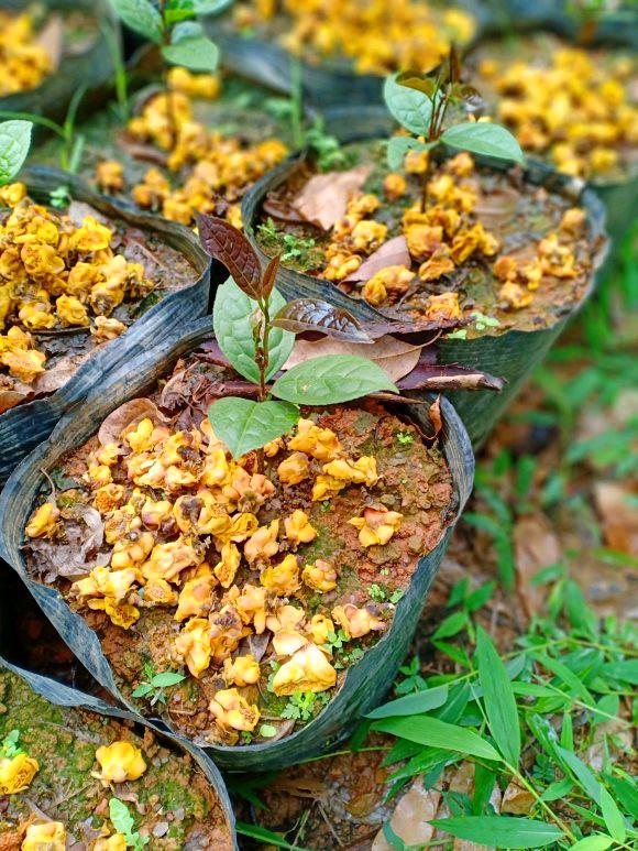 金花茶种植