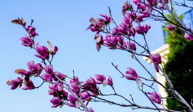 玉兰花花语