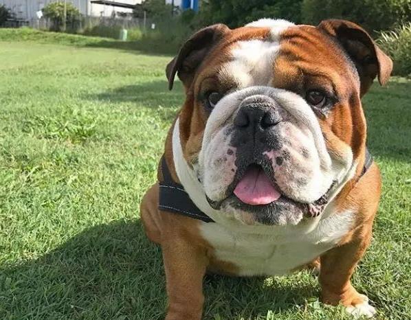 英国斗牛犬身上怎么那么臭英国斗牛犬除臭方法