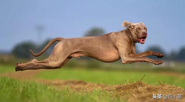 威玛猎犬 威玛猎犬（威玛猎犬多少钱一只） 动物