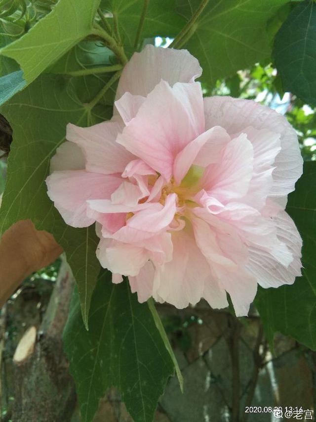 木芙蓉 木芙蓉（木芙蓉花期） 生活