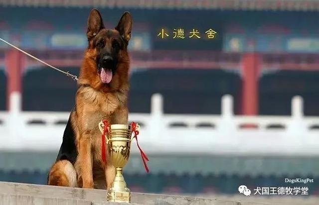 德牧犬舍