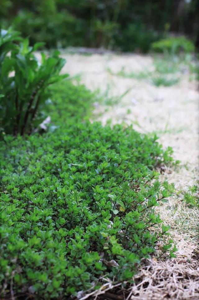 地被植物