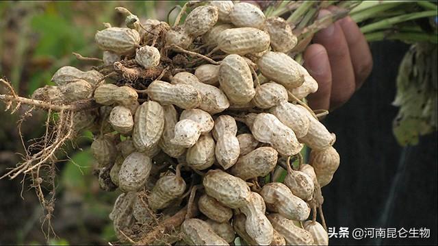 花生三遍药什么时候打？花生在什么时候施叶面肥？花生高产三遍药