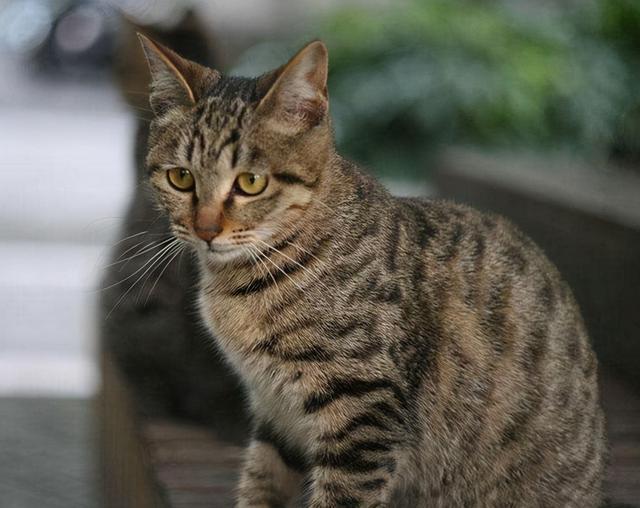 宠物猫品种大全 宠物猫品种大全（宠物猫品种大全名称） 动物