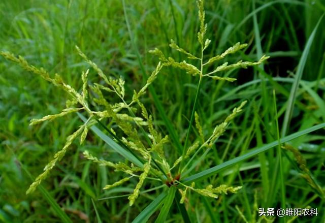 香附子田旋花牛筋草被称为三大草王，最有效的防治方法全在这里3