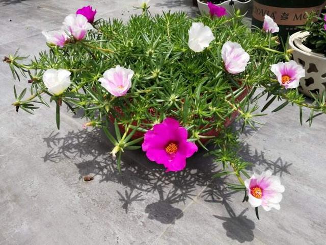 太阳花的种植 太阳花的种植「太阳花的种植方法和注意事项」 生活