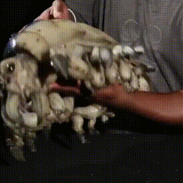 爆笑的动态图GIF：小妹妹，你的棒棒糖不错啊！