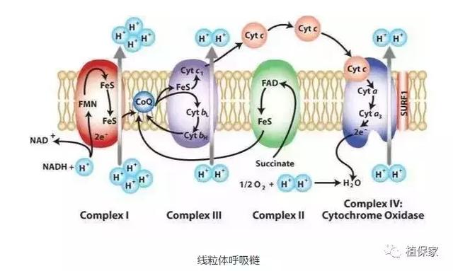 先正达与巴斯夫杀菌剂作用性能大PK，杀菌剂还能这样比较2