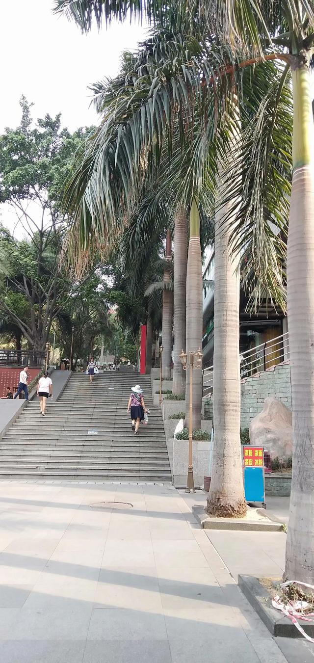 红花楹