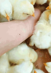 搞笑的GIF趣图：吃货宝宝大型翻车现场！