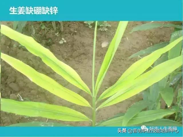 「生姜植保」生姜病虫害图谱以及防止办法（姜农必看！）23