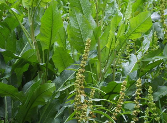 田地里的这种土大黄，长得像菠菜，​但它的价值要比菠菜要高得多3