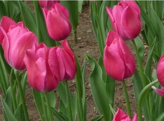 郁金香花期