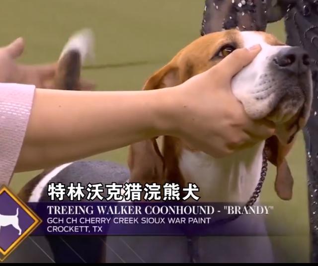 demo 美国猎狐犬（美国猎狐犬与比格犬） 动物