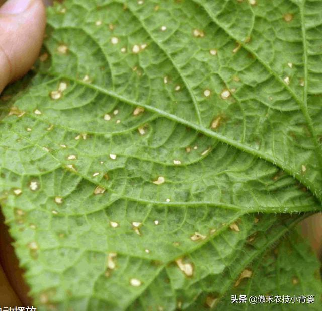 叶片经常长黄斑？黄斑不同，病害类型不同，要注意对症下药繁殖2