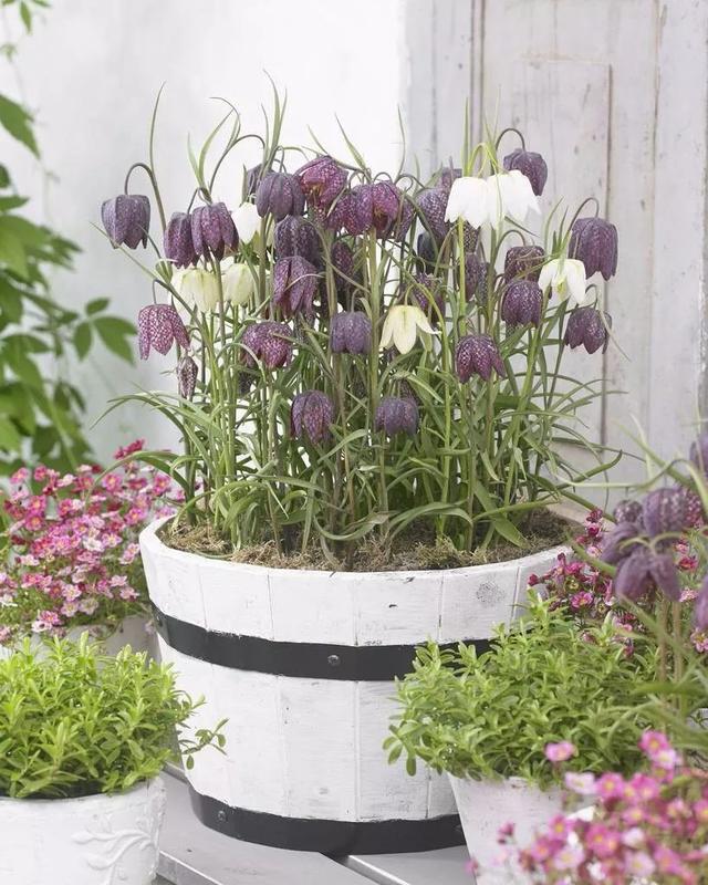 贝母花 贝母花（贝母花图片） 生活
